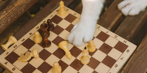 <a href="https://www.pexels.com/photo/dogs-paw-standing-on-a-chessboard-9632593/">Dog's Paw Standing on a Chessboard</a>